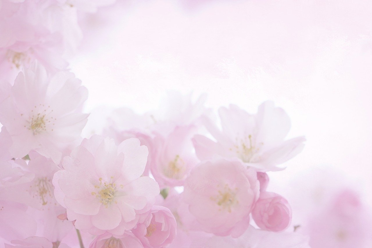 pink-flowers-photo